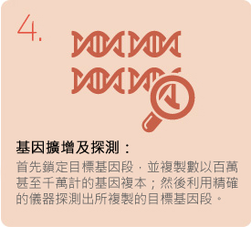 4. 基因扩增及探测：首先锁定目标基因段，并复制数以百万甚至千万计的基因复本；然後利用精确的仪器探测出所复制的目标基因段。